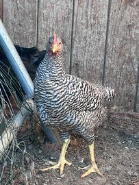 Galline amrock