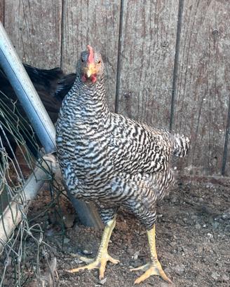 Galline amrock