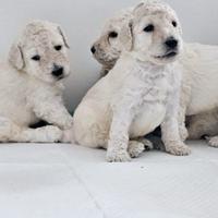 Cuccioli Barbone Grande Mole Pedigree Enci
