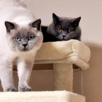Gatto maschio scottish per accoppiamento