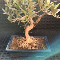 bonsai di ulivo