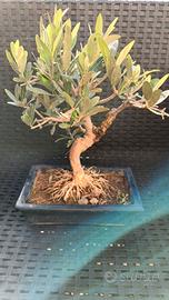 bonsai di ulivo