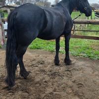 Cavalla Razza Frisone