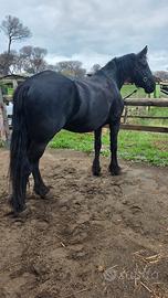 Cavalla Razza Frisone