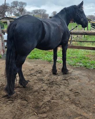 Cavalla Razza Frisone