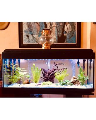 Acquario