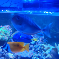 Acquario Pesce naso hexacanthus