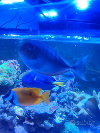 Acquario Pesce naso hexacanthus