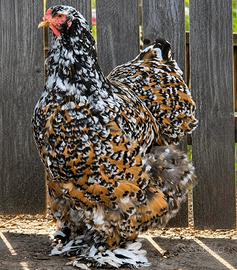 Galline