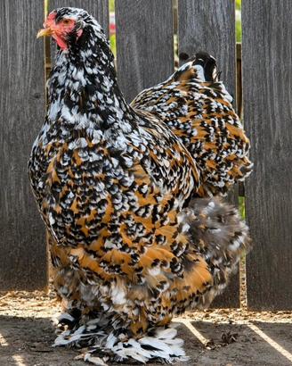 Galline