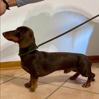 Bassotto per accoppiamento