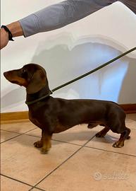 Bassotto per accoppiamento