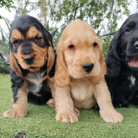 Cocker spaniel inglese pedigree PET TERAPY fulvo