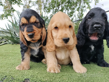 Cocker spaniel inglese pedigree PET TERAPY fulvo