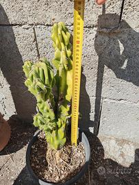 cereus mostruosa