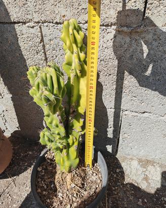 cereus mostruosa