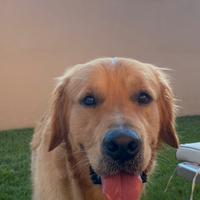 Golden retriver per monta