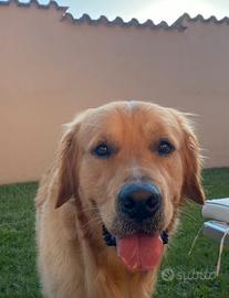 Golden retriver per monta