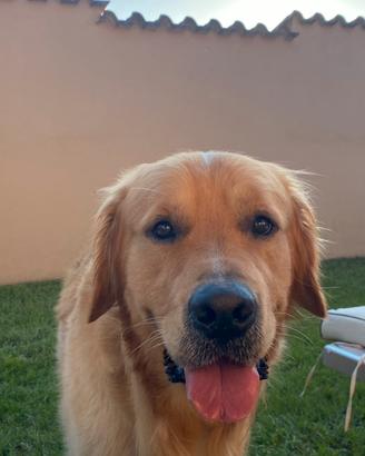 Golden retriver per monta