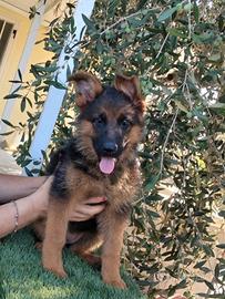 cucciola di pastore tedesco 