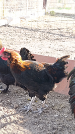 Giovane galletto marans