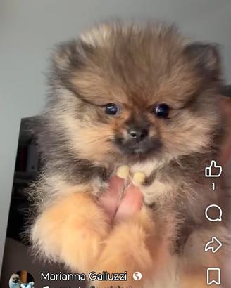 Spitz femmina