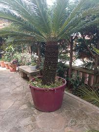 Cycas