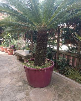 Cycas