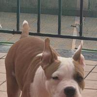 American bully