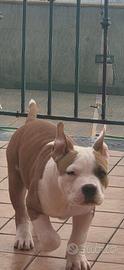 American bully