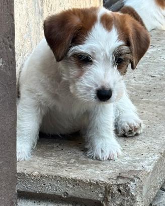 Cuccioli di Jack Russell Terrier