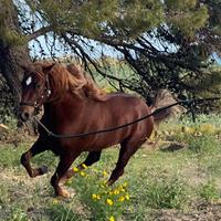 Cavallo
