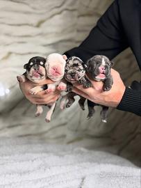 Cuccioli bulldog francese