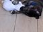 Immagine 2
