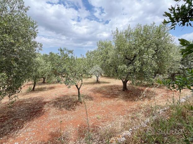 TER. AGRICOLO A CISTERNINO