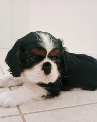 Cavalier king pedigree ENCI