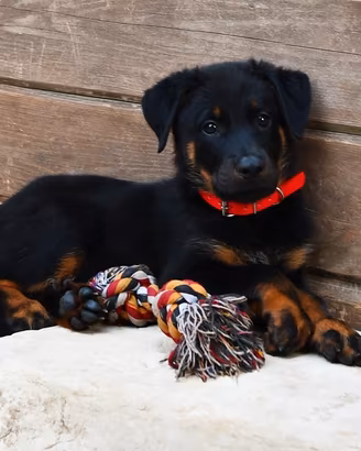 Cucciola PASTORE di BEAUCE nero focata