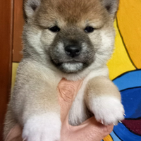 Shiba con PEDIGREE