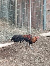 Galli Phoenix di 4 mesi