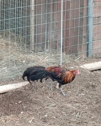 Galli Phoenix di 4 mesi
