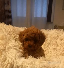 Barboncina toy red pedigree enci