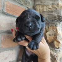 Cuccioli di labrador retriever