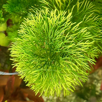 Limnophila sessiliflora pianta per acquario