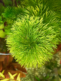 Limnophila sessiliflora pianta per acquario