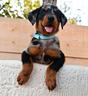 cucciolo-beauceron-maschio-arlecchino