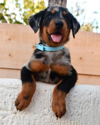 Cucciolo BEAUCERON maschio arlecchino