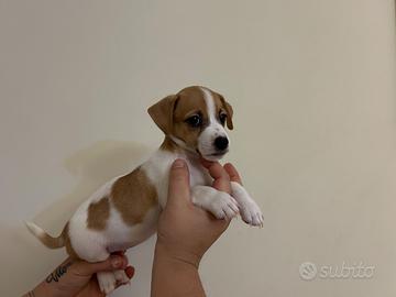Cuccioli jack russell