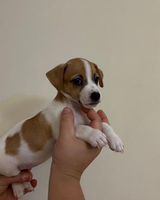 Cuccioli jack russell