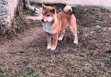 Shiba inu cuccioli,