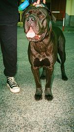 Cane Corso Per Monta